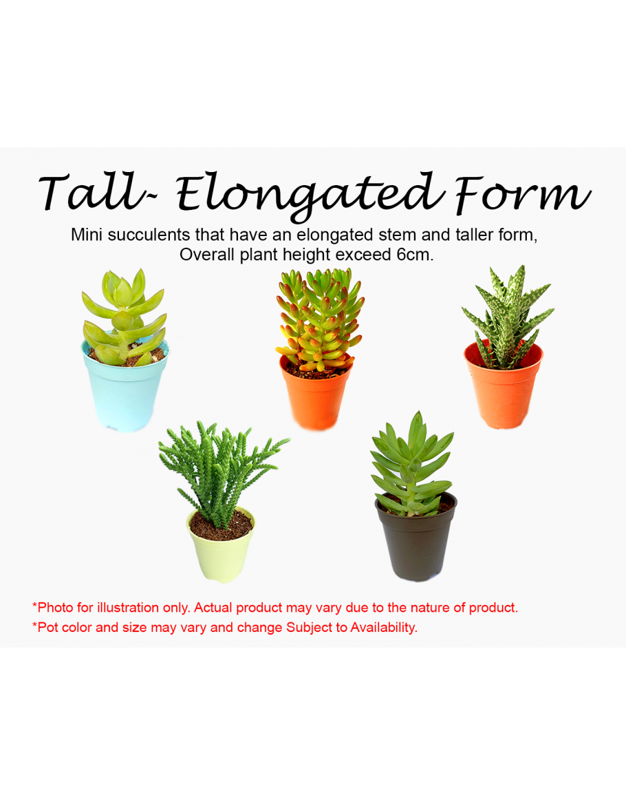 Assorted Mini Succulents